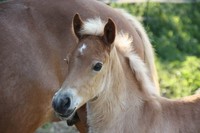 HAFLINGER EVASION